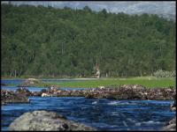 Bifogad bild: norge2010augusti251.jpg